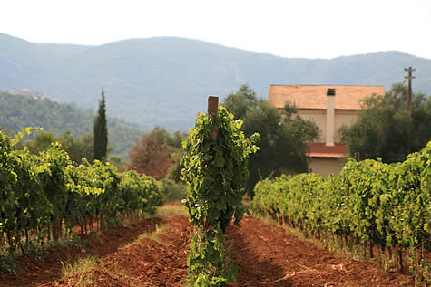 Vines in Tuscany