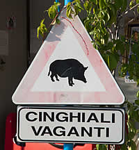 Wild Boar Hazard Road Sign in Italy