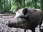 A typical wild boar