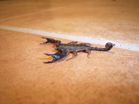 An Italian Euscorpius italicus Scorpion
