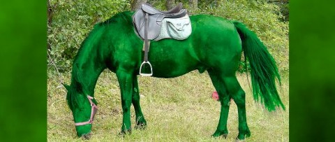 Giancarlo's Green Horse